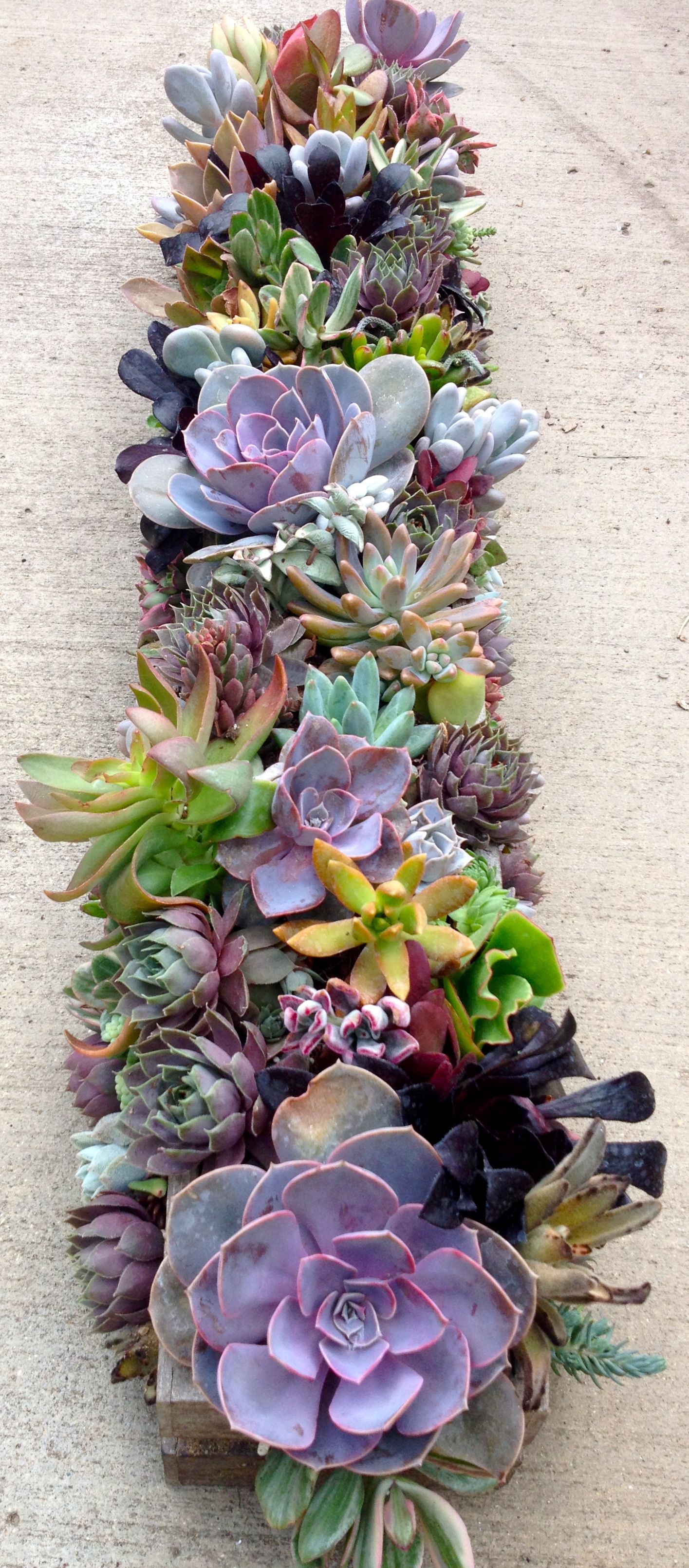 Fiori Fiori